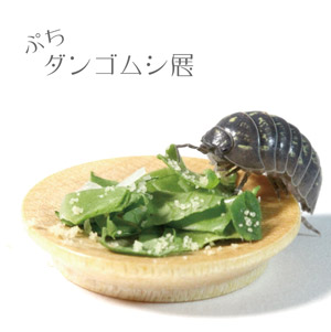 ダンゴムシ展