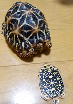 リクガメキーリング
