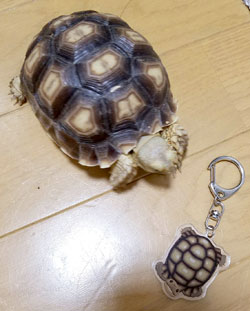 リクガメキーリング