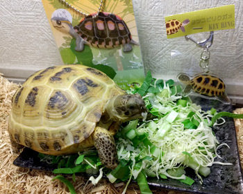 カメが好き!