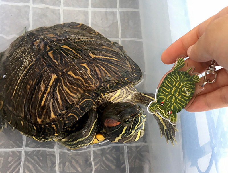 クサガメグッズ