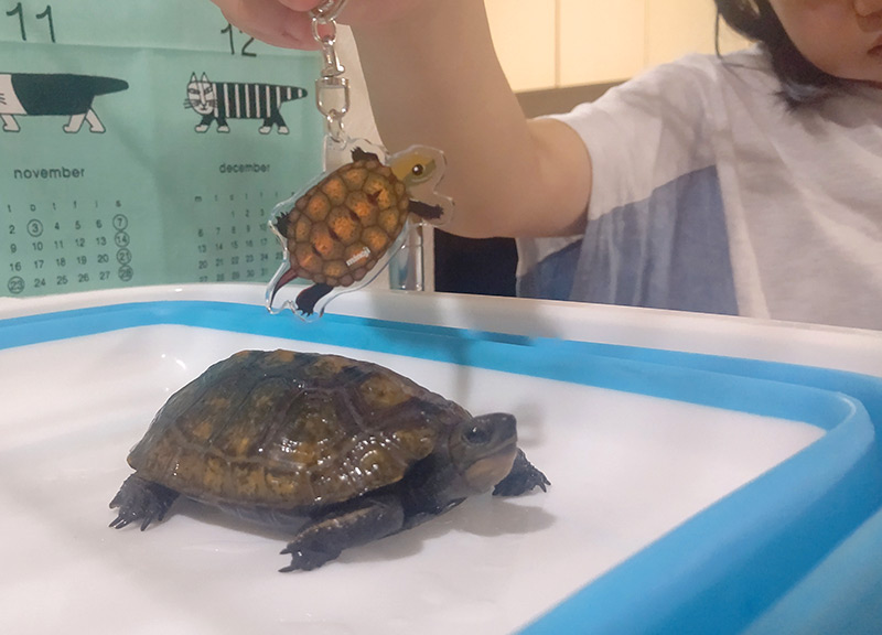 クサガメグッズ